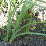 Fritillaria michailovskyi - Keizerskroon