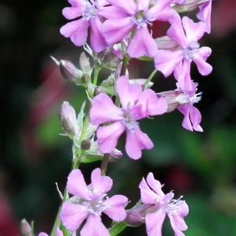 Lychnis viscaria