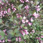 Weigela florida 'Foliis Purpureis' - Weigelia