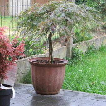 Acer palmatum 'Orangeola'