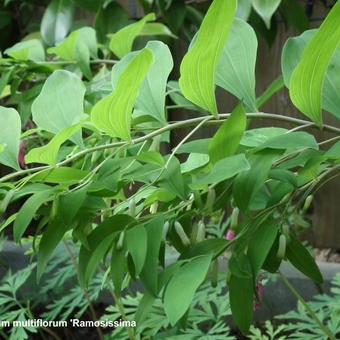 Polygonatum multiflorum 'Ramosissima'