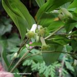 Polygonatum multiflorum 'Ramosissima' - Salomonszegel