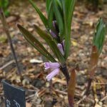 Polygonatum curvistylum - Salomonszegel