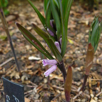 Polygonatum curvistylum