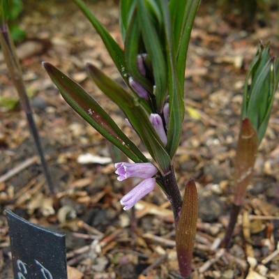 Salomonszegel - Polygonatum curvistylum