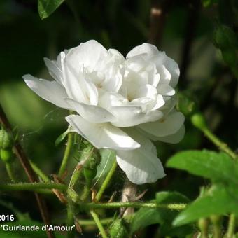 Rosa 'Guirlande d'Amour'