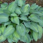 Hosta 'Paradise Joyce' - Hartlelie/Funkia