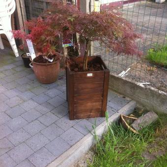 Acer palmatum 'Orangeola'