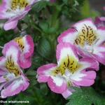 Schizanthus wisetonensis - Splitbloem / boerenorchidee