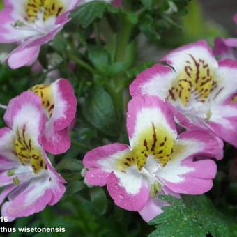 Schizanthus wisetonensis