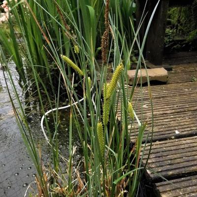 Hoge cyperzegge - Carex pseudocyperus