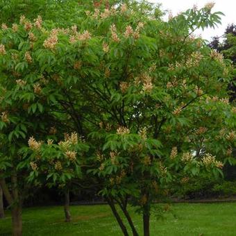 Aesculus x neglecta 'Autumn Fire'