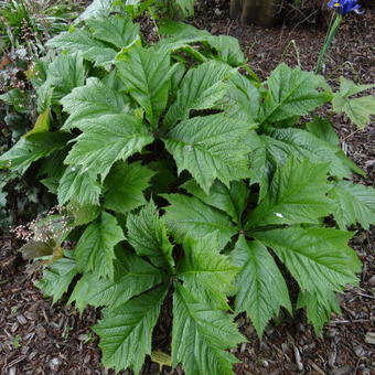 Rodgersia podophylla 'Rotlaub'