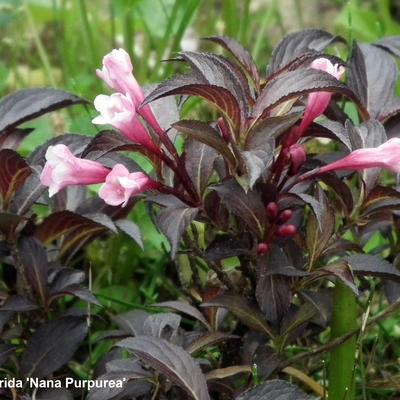 Weigela florida 'Nana Purpurea' - Weigelia