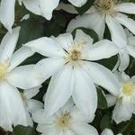 Clematis 'Wada's Primrose' - Bosrank