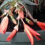 Begonia boliviensis 'Bonfire' - Begonia