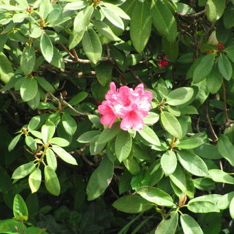 Rhododendron 'Anna Rose Whitney'