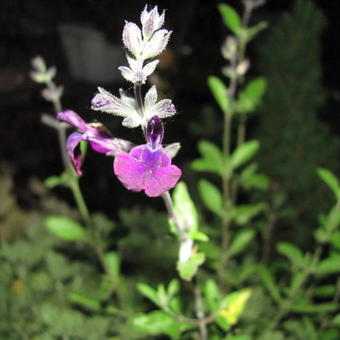 Salvia 'Nachtvlinder'