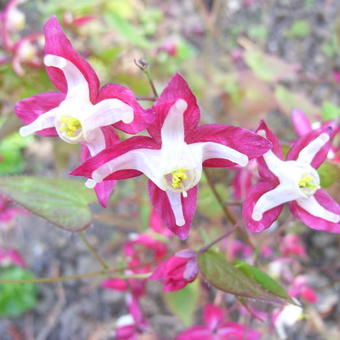 Epimedium x rubrum 'Galadriel'