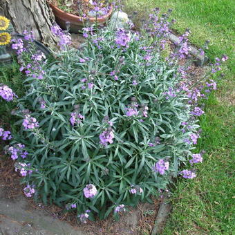 Erysimum linifolium 'Little Kiss Lilac'