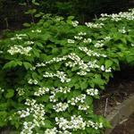 Viburnum plicatum 'Shasta' - Japanse sneeuwbal