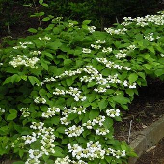 Viburnum plicatum 'Shasta'