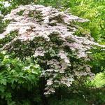 Viburnum plicatum var. tomentosum 'Molly Schroeder' - Japanse sneeuwbal