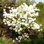 Viburnum macrocephalum - Chinese sneeuwbal