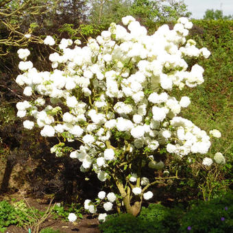 Viburnum macrocephalum