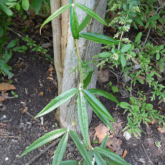 Rubus henryi var. bambusarum