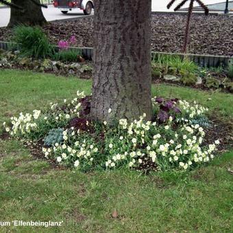 Helianthemum 'Elfenbeinglanz'