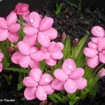 Rhodohypoxis ‘Claudia’ - Sterretjesgras, Roodsterretjes