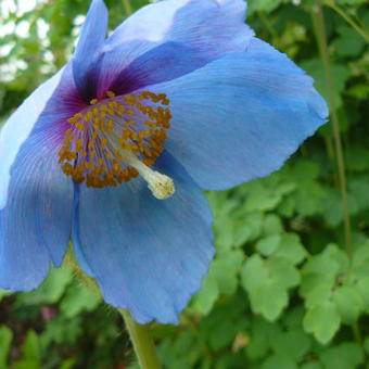 Meconopsis x sheldonii 'Lingholm'