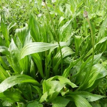 Plantago lanceolata