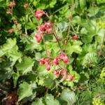 Heuchera sanguinea - Purperklokje