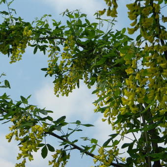 Laburnum x watereri 'Vossii'