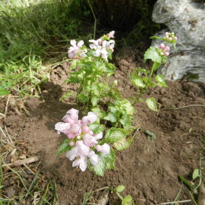 Gevlekte dovenetel - Lamium maculatum 'Pink Pewter'