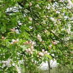 Malus domestica 'Schone Van Boskoop'  - Appelboom - Malus domestica 'Schone Van Boskoop' 