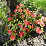 Rhododendron 'Satschiko' - Azalea, tuinazalea