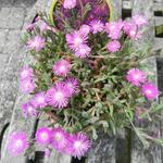 Delosperma aberdeenense - IJsbloem