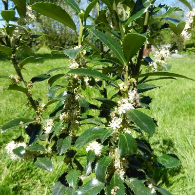 Amerikaanse hulst - Ilex x meserveae 'Heckenpracht'