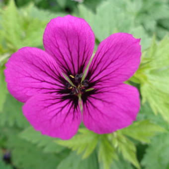 Geranium 'Nicola'