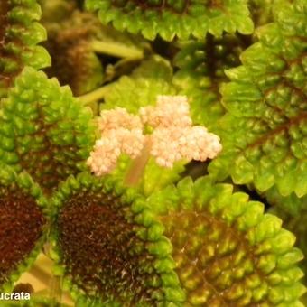 Pilea involucrata