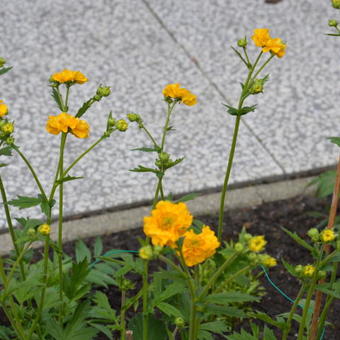 Geum chiloense 'Lady Stratheden'