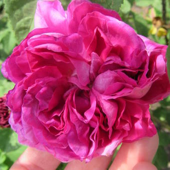 Rosa 'William Lobb'