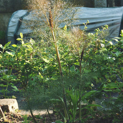 Foeniculum vulgare 'Purpureum' - Rode venkel