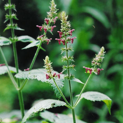 Bosandoorn - Stachys sylvatica