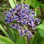 Scilla peruviana - Sterhyacinth