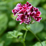 Pelargonium peltatum 'Bonito' - Hanggeranium