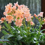 Lewisia cotyledon 'Mountain Dreams' - Bitterkruid